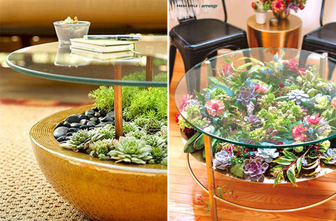 glass coffee table with succulent garden on lower shelf