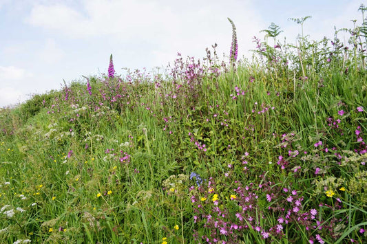 hedgerow and moor 