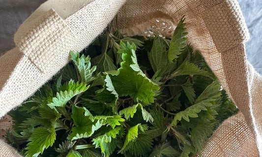 Nettles the spring superfood in your back garden
