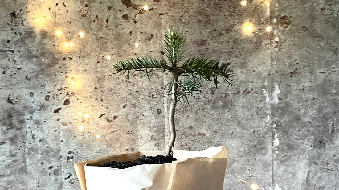 Sustainable and plastic free Christmas trees