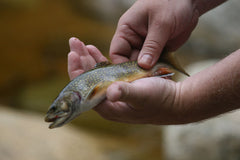 native brook trout