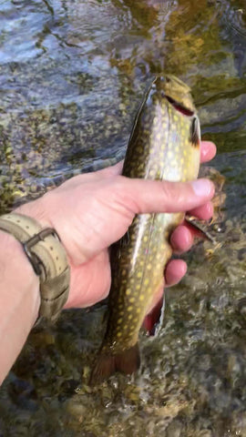 native brook trout new hampshire