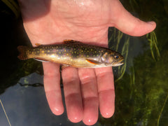 brook trout