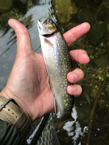 wild brook trout