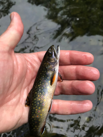wild brook trout