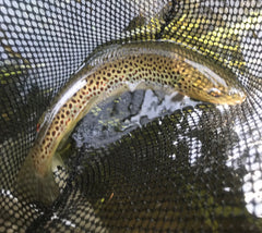 brown trout