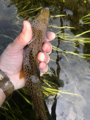 brown trout release