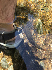 brook trout sandal