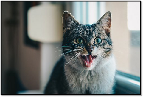 cat