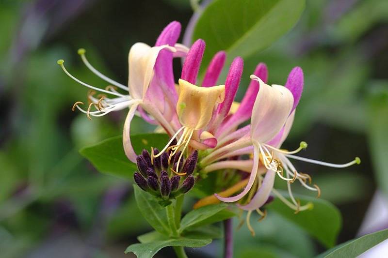 Pink Honeysuckle Flower