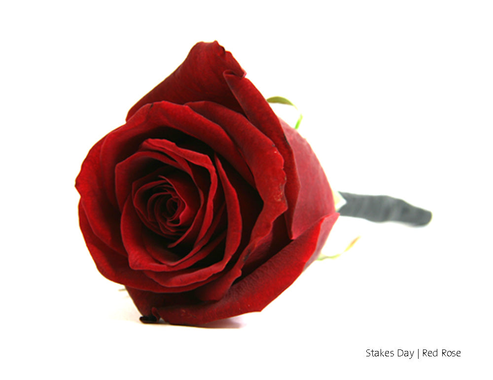Red Rose Buttonhole