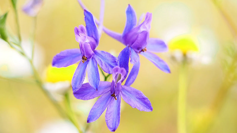 Purple Larkspur Flowers