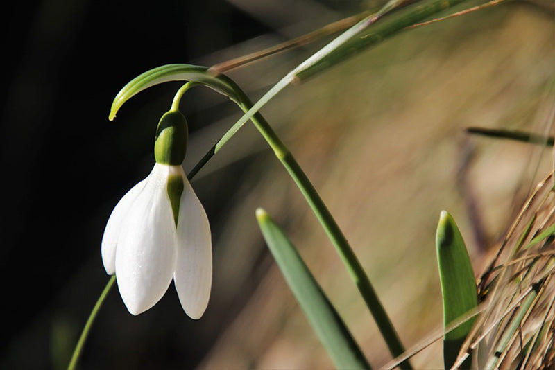 White Snowdrop Flower