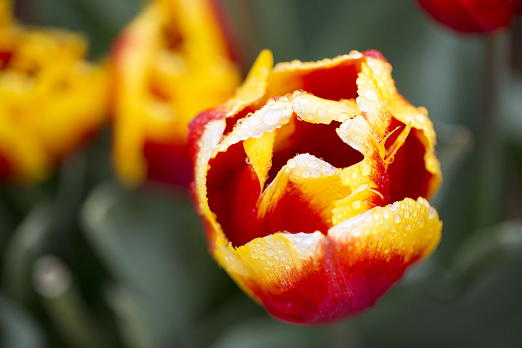 Orange Tulip Flowers
