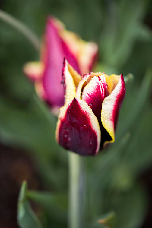 Purple Tulip Flower
