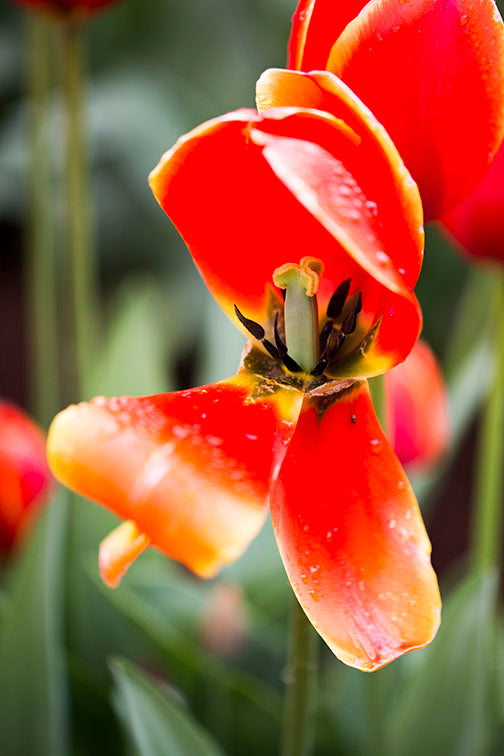 Orange Single Tulip Flower
