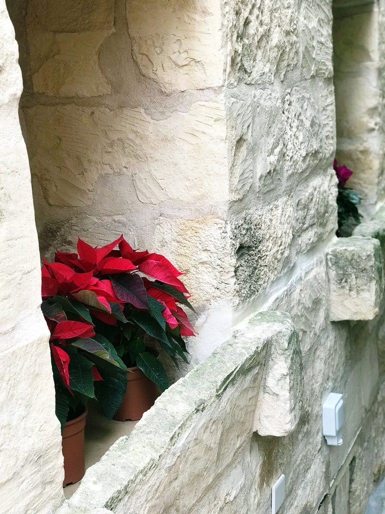 outside building stone wall flower