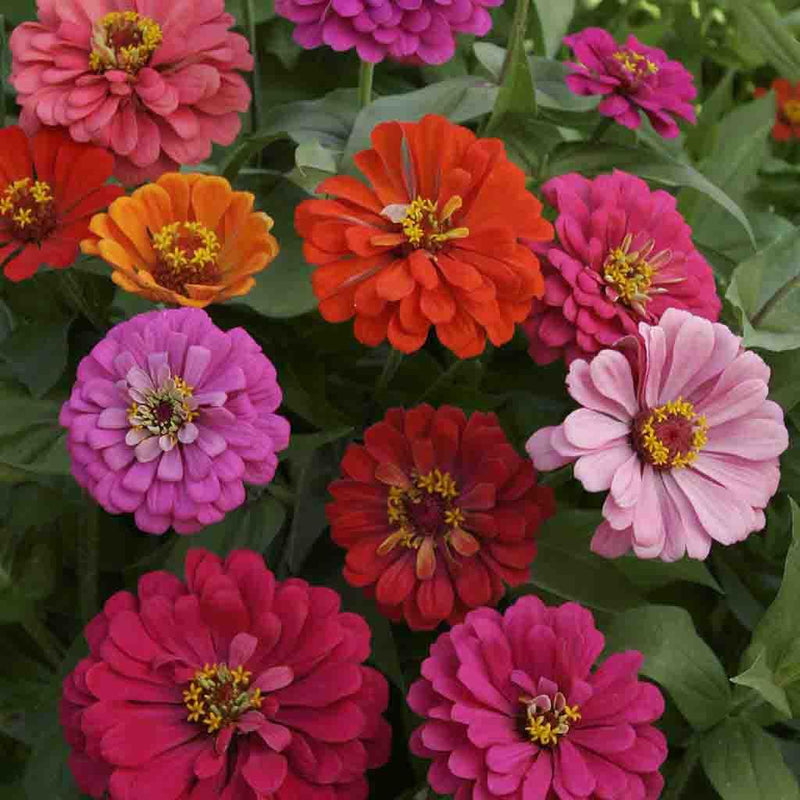 California Giants Zinnia Seeds Mixed Colors Ferry Morse Home Gardening