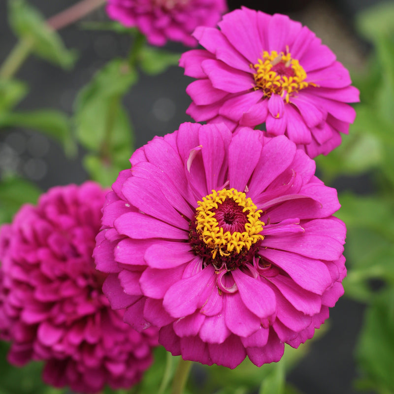 Giant Double Violet Queen Zinnia Seeds Ferry Morse Home Gardening