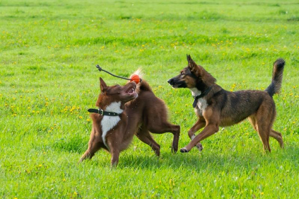 are unneutered male dogs more aggressive