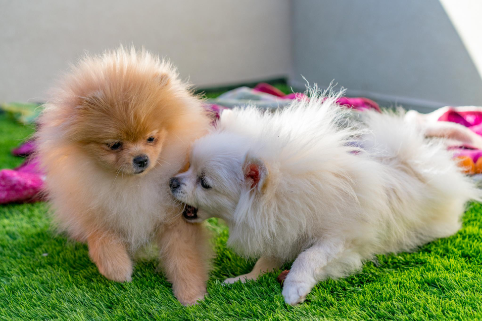 do dogs eat artificial grass