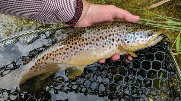 Brown Trout - Fishpond Nomad Net Review