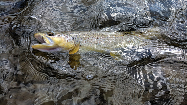 Brown Trout on a Nymph