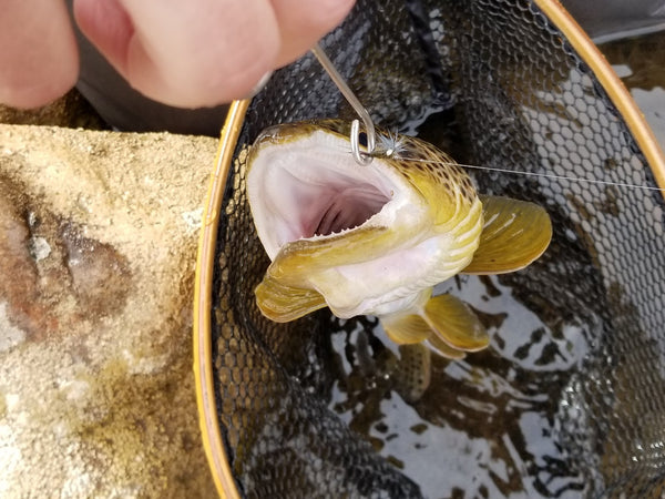 Brown Trout on a Dry Fly