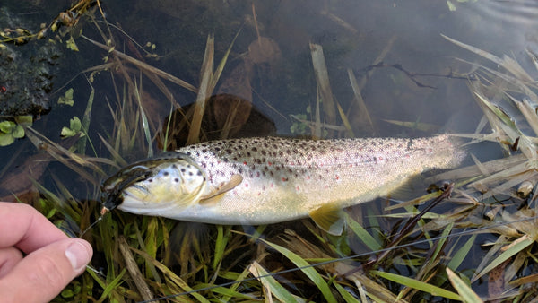 Brown Trout on a Streamer