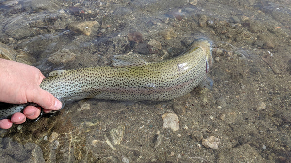 rainbow trout caught on RetroFlex 3