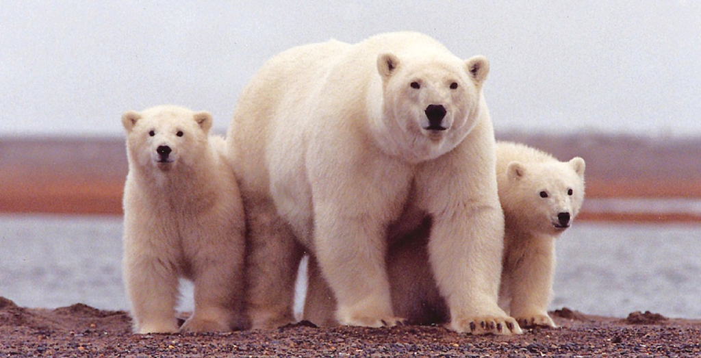 Polar Bear Mom and Cubs