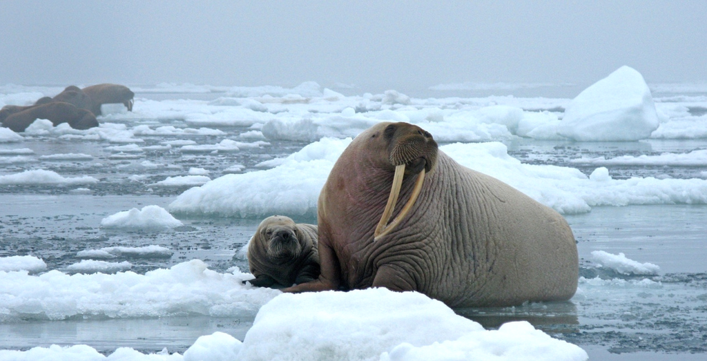 Walrus Mom and Baby