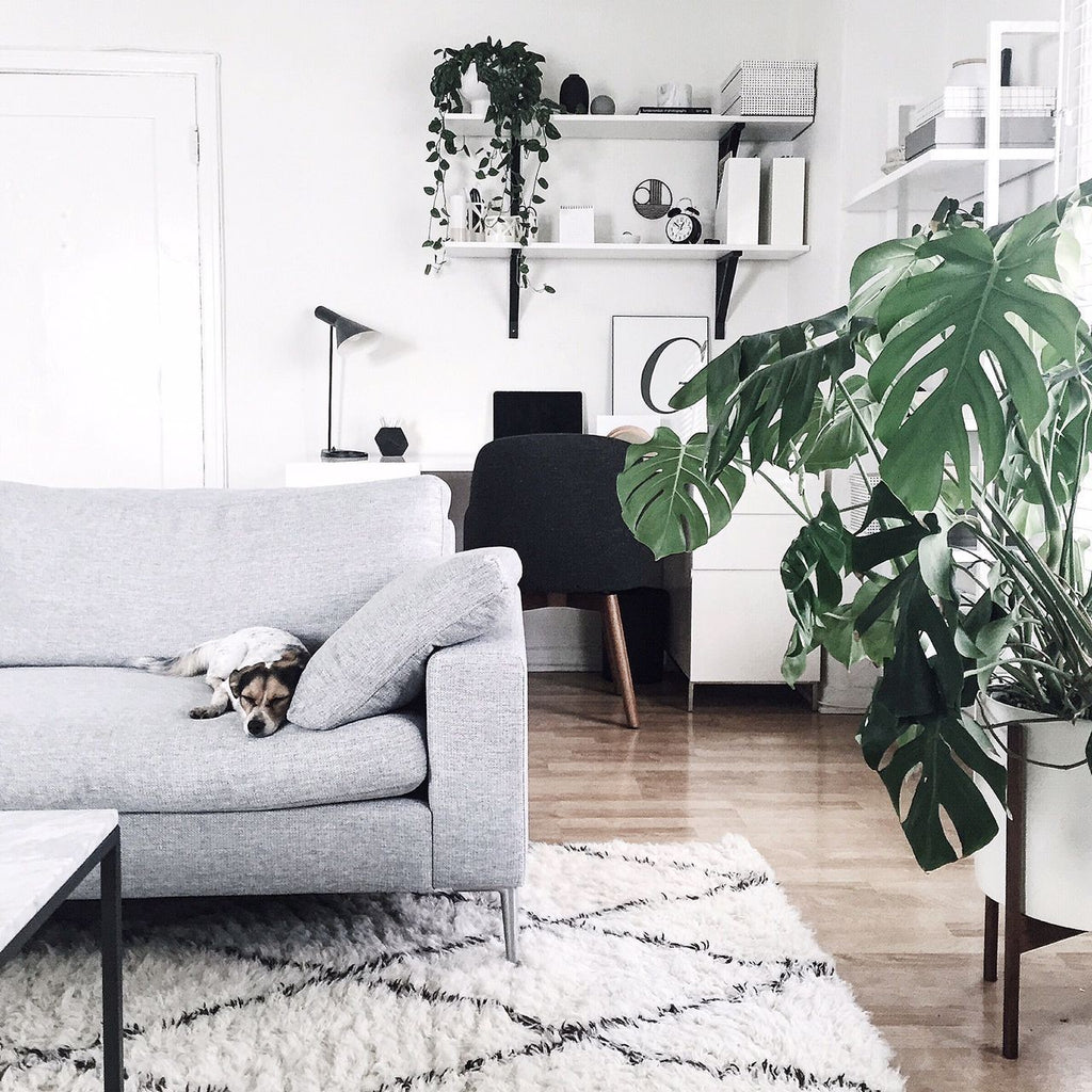 plant - accessories - living- room 