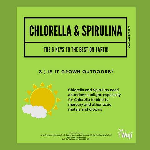 Organic Chlorella and Spirulina