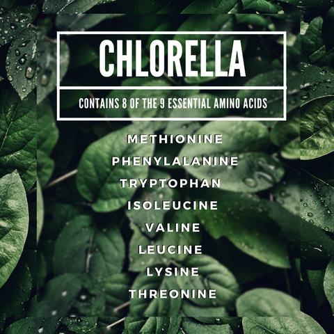 essential amino acids chlorella