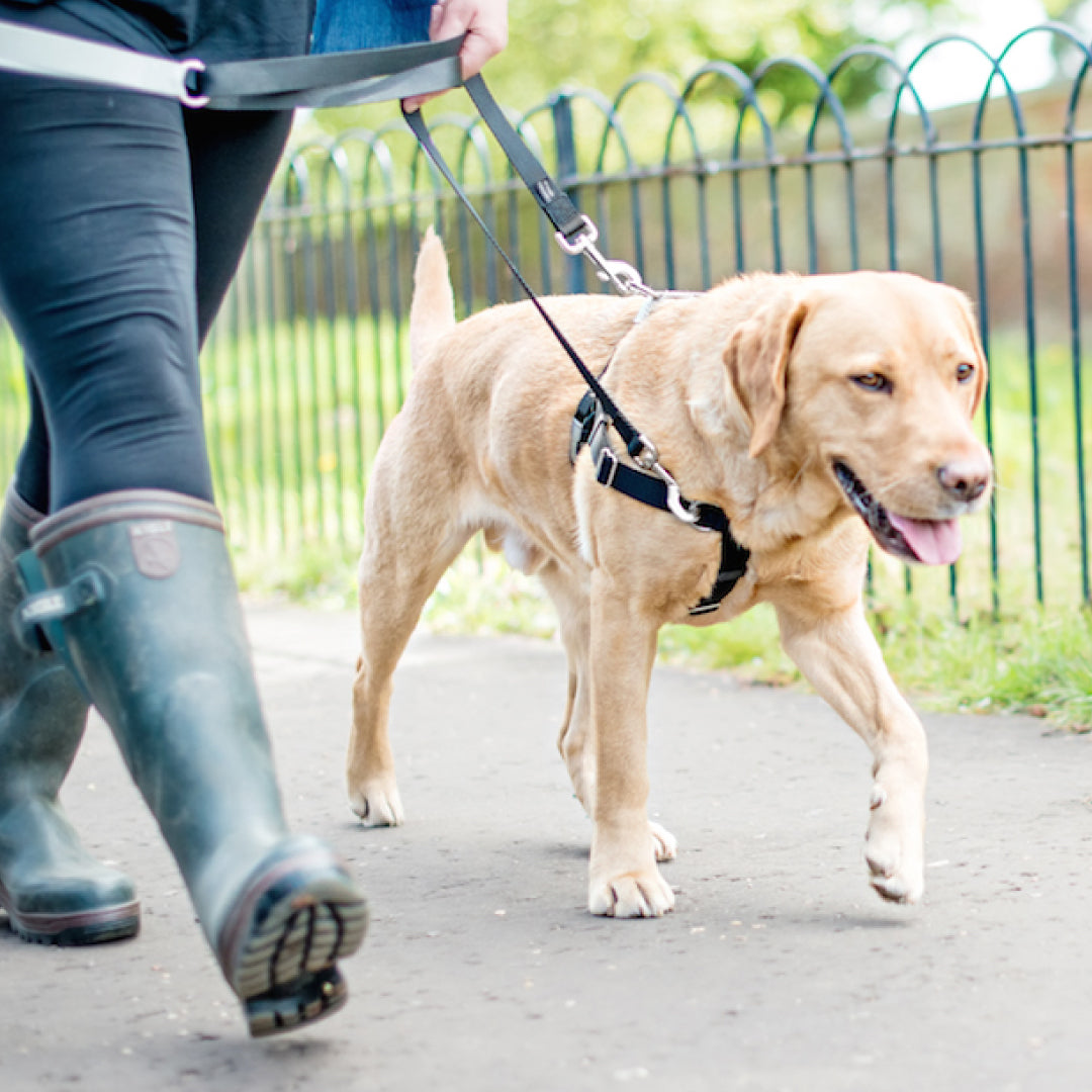 dog harness and leash combo
