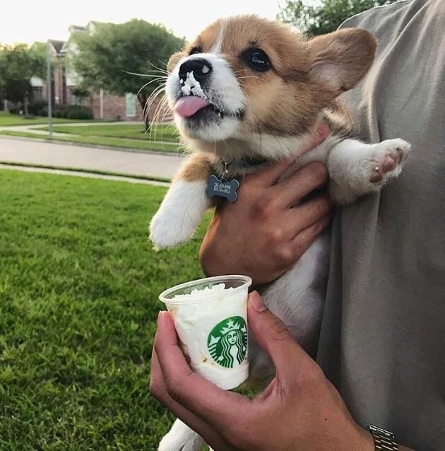 Puppy and Starbucks