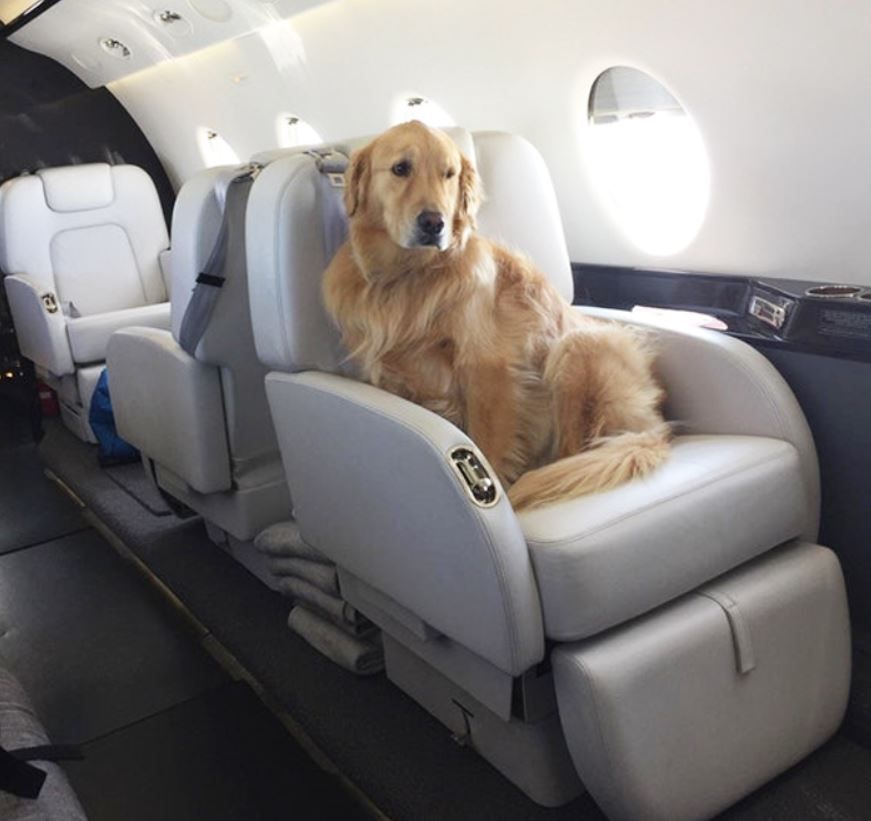 Dog on Private Jet