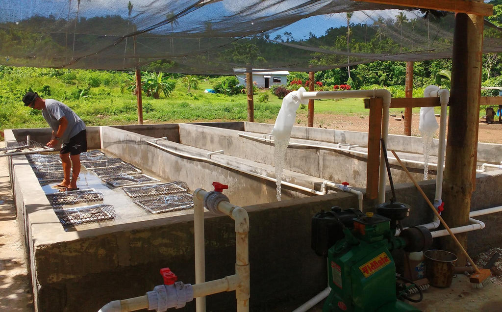 The Giant Clam Factory, Taveuni, Fiji