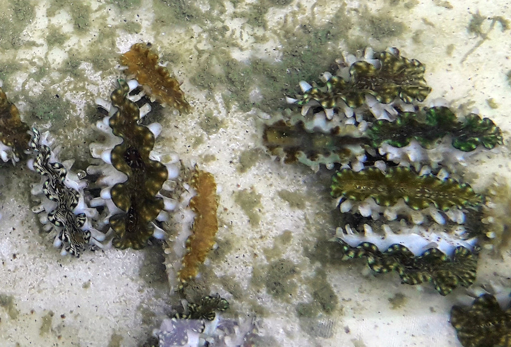 Juvenile Giant Clams at The Giant Clam Factory, Taveuni, Fiji