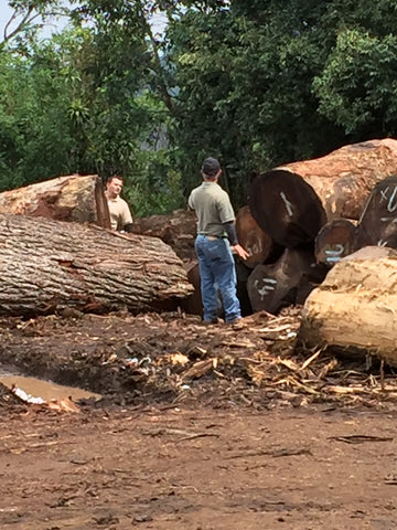 Costa Rican forestry engineers from MINAE inspecting new logs recently delivered to the mill where we buy our sustainably harvested natural live edge wood slabs.