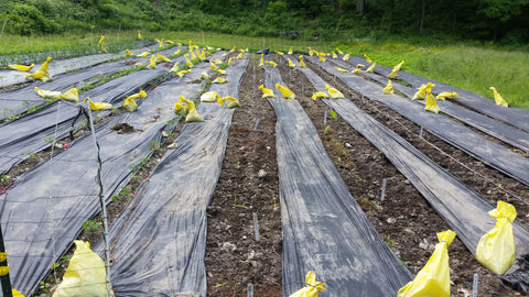 ginger and turmeric planted