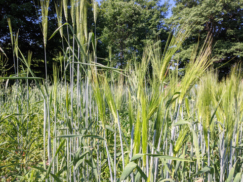 barley in the foreground, some wheat in the background