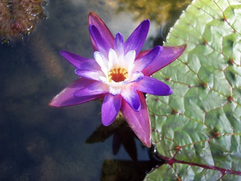 AshaPops Popped Water Lily Seeds Euryale Ferox