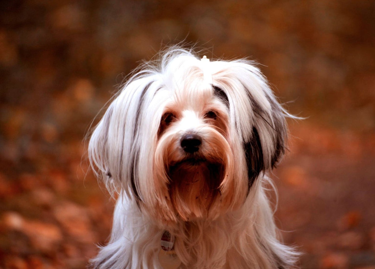 Krallen Schneiden Hund Kosten 2020 / Krallen Schneiden Hund Katze