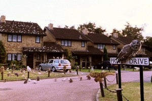 owls on houses roofs