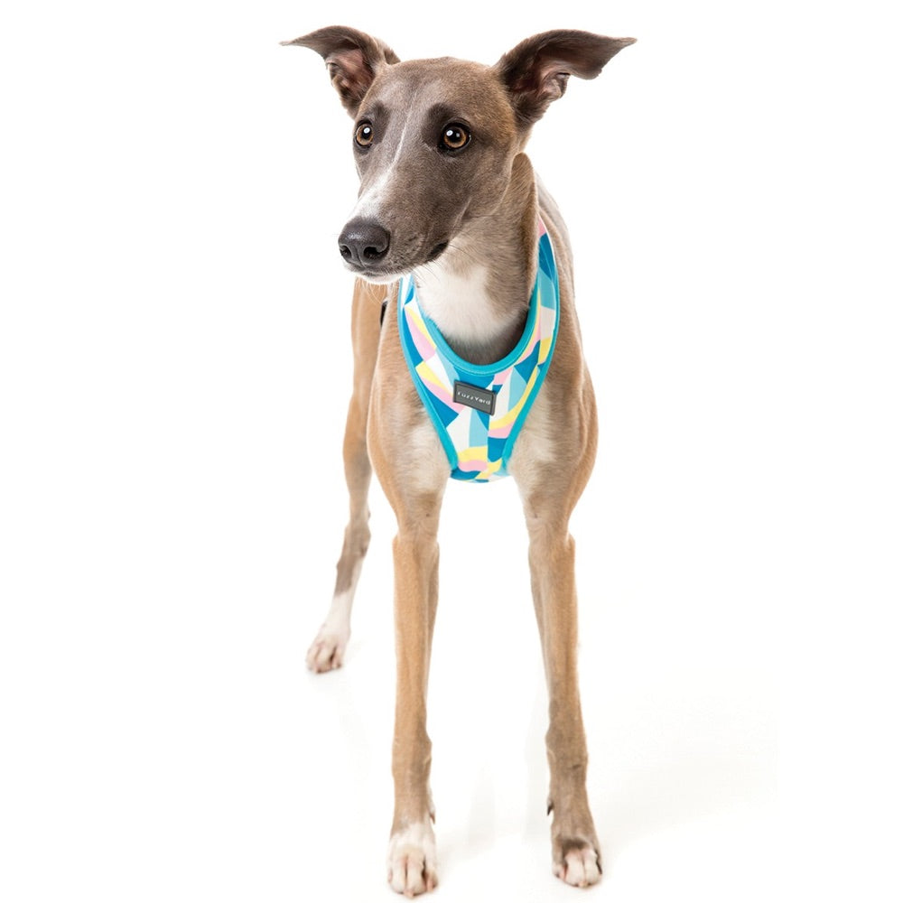 dog harness italian greyhound