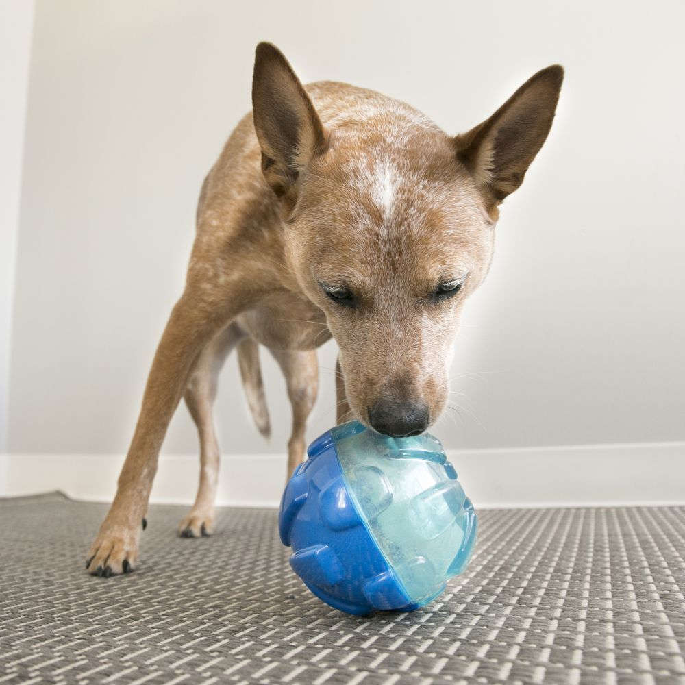 ball on stick dog toy