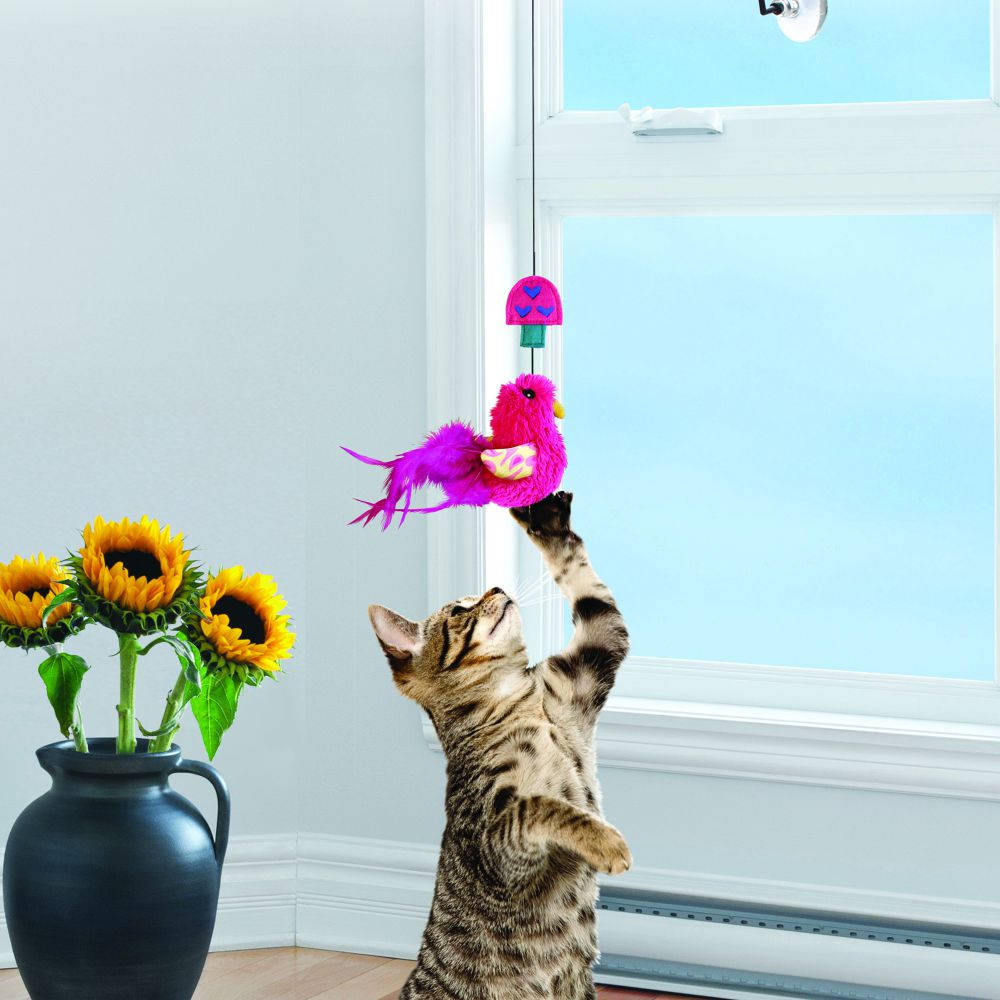 teaser toy for cats