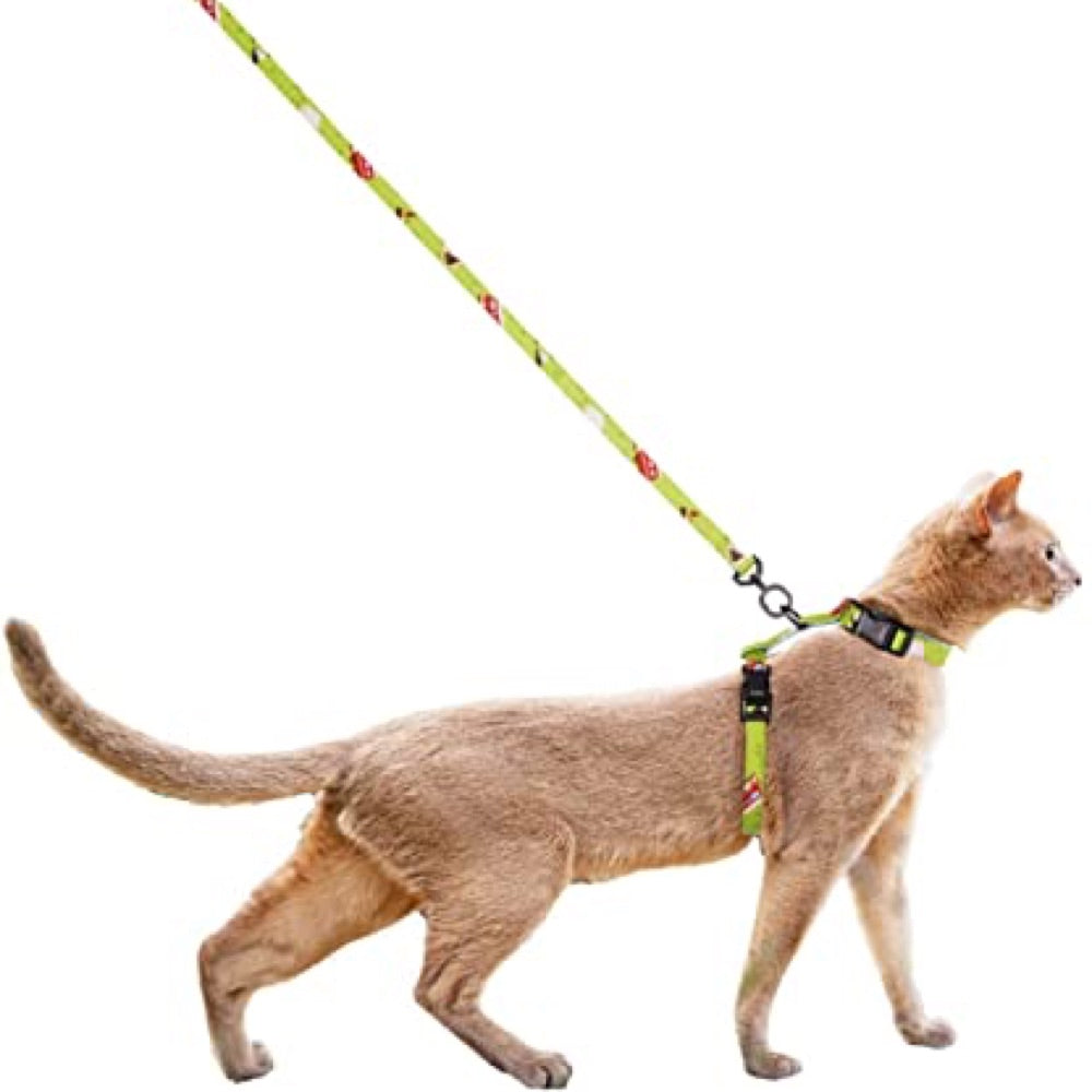 dog harness on a cat